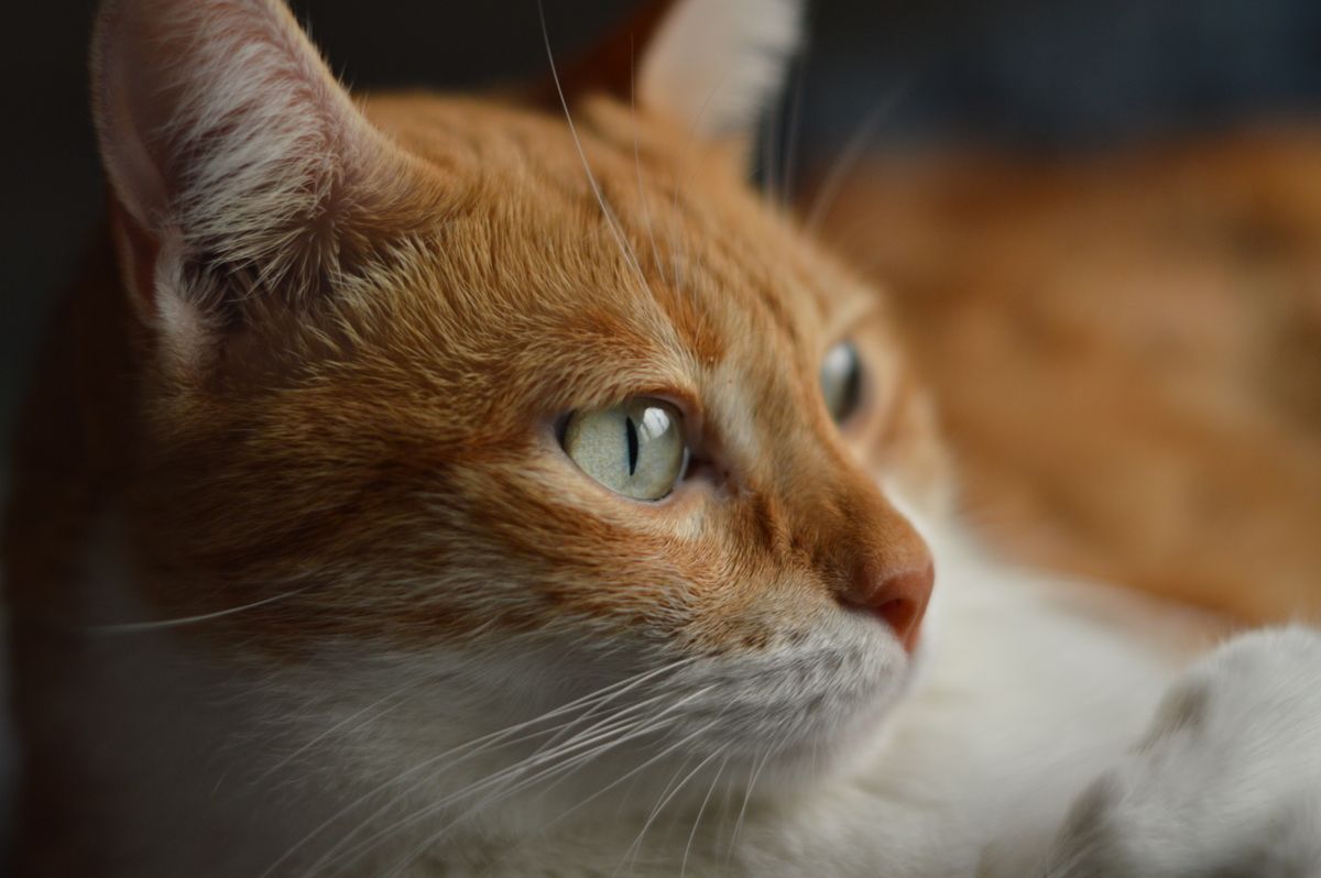 Orange Tabby Cat Lying on Floor · Free Stock Photo