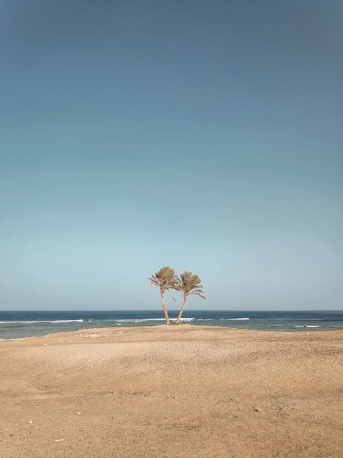 View of Two Palm Trees on a Beach 