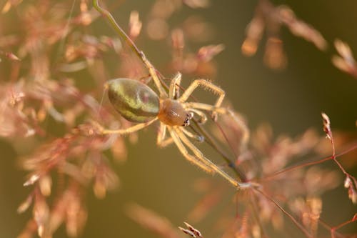 Kostenloses Stock Foto zu ast, nahansicht, natur