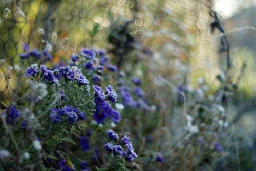 Fotos de stock gratuitas de azul, de cerca, flores