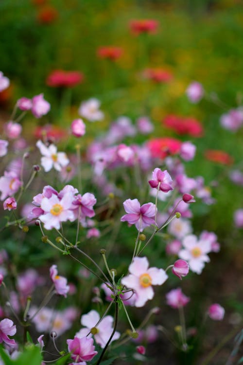 Fotos de stock gratuitas de de cerca, flores, flores silvestres