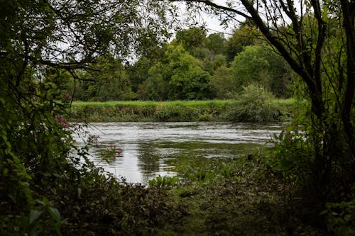 Green Trees around Lake