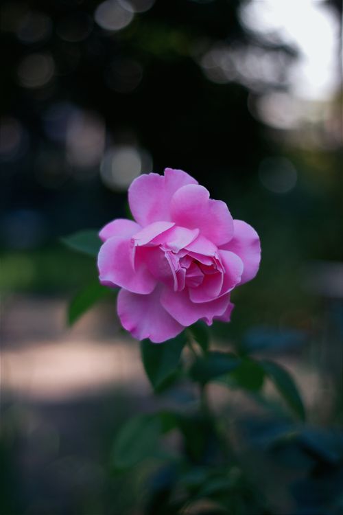 Free Close-up of a blooming pink rose in a sunlit garden, showcasing vibrant petals and lush greenery. Stock Photo