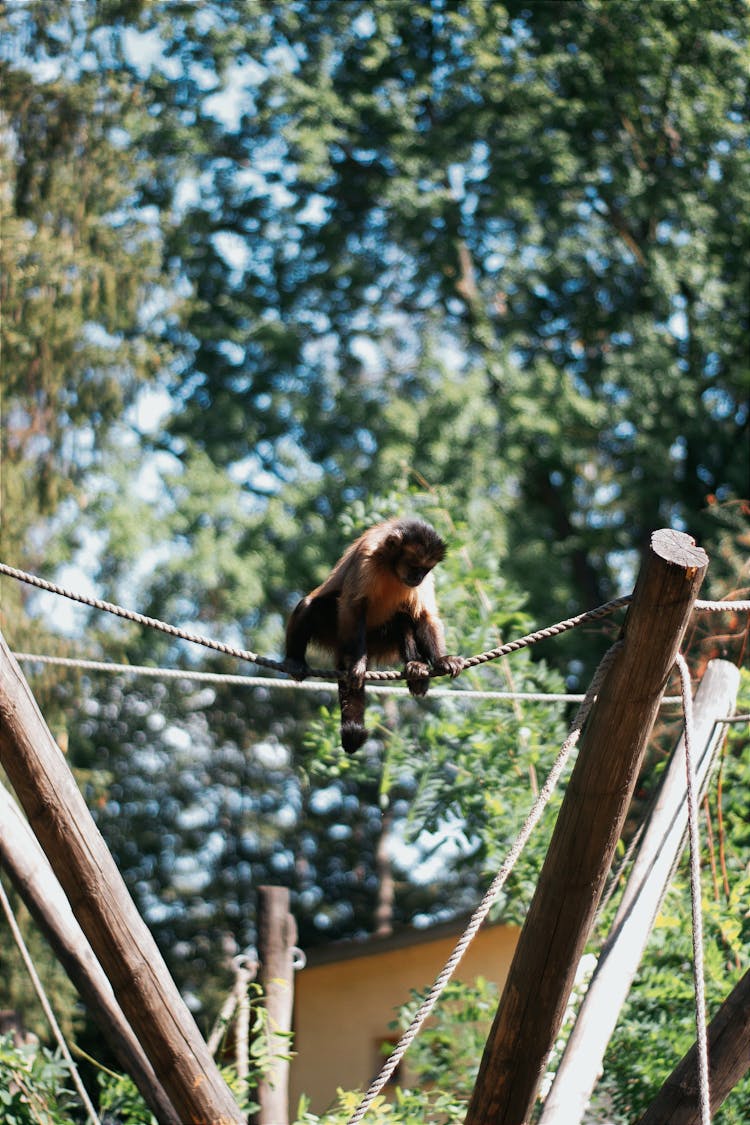 Monkey Swinging On A Rope