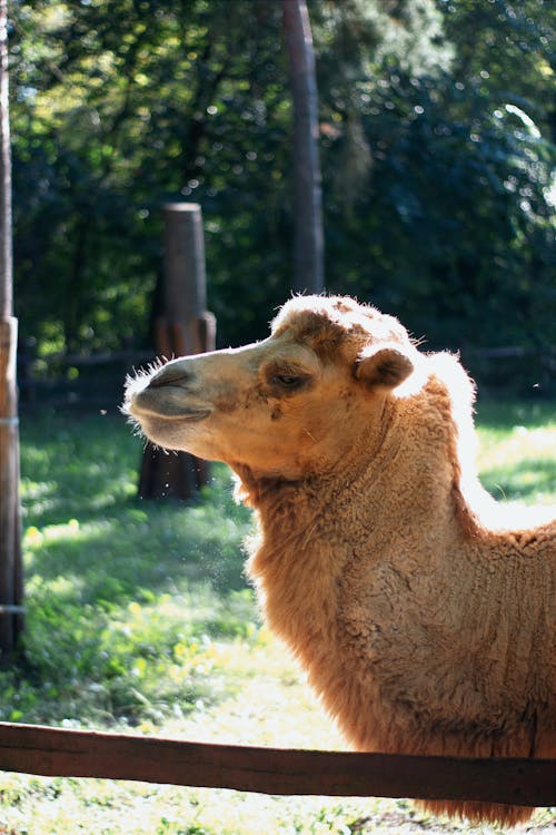 Kostenloses Stock Foto zu kamel, kopf, natur