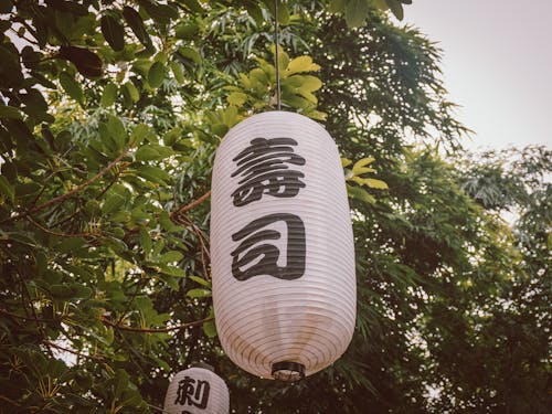 Free White Lanterns with Japanese Signs Hanging on a Tree  Stock Photo