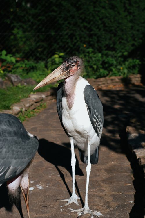 Free Close-up of a marabou stork standing on a stone pathway in a zoo setting in Hungary. Stock Photo
