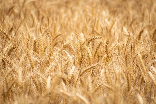 Free A lush golden wheat field swaying under bright sunlight, symbolizing harvest and abundance. Stock Photo