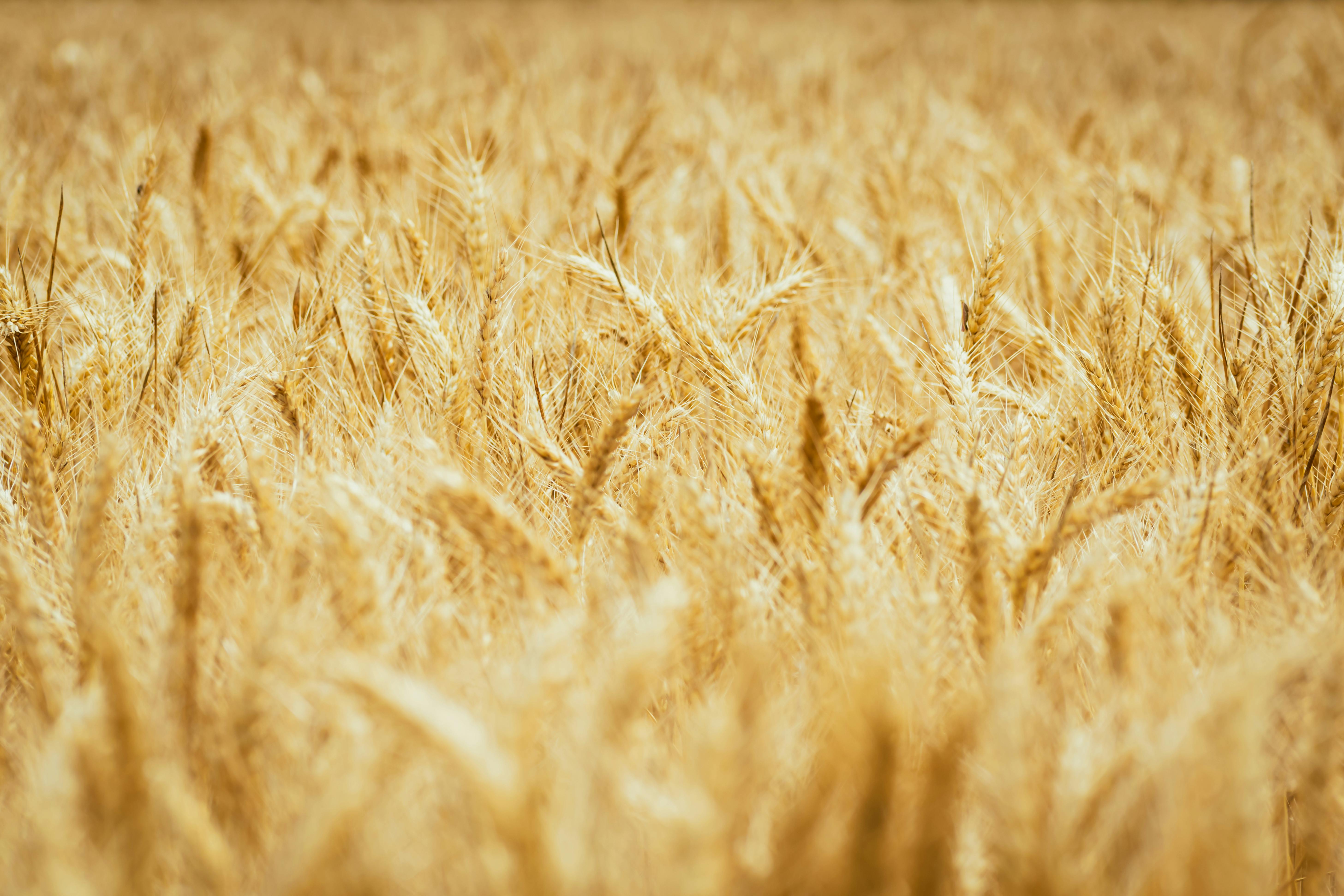 General Mills plans $130 million restructuring | WBEN — Photo by Nikolett Emmert on Pexels