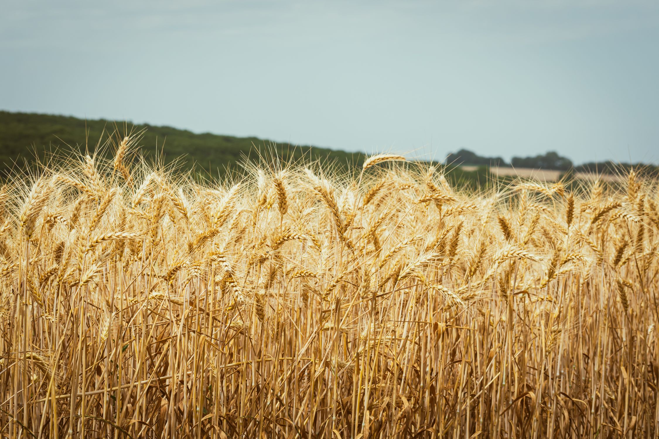 A field of wheat with a blue sky in the background · Free Stock Photo