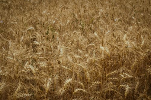 Free A vibrant golden wheat field basking in the warm summer sunlight, ready for harvest. Stock Photo