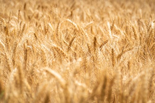 Free Close-up view of ripe golden wheat in a sunlit field, capturing summer's essence. Stock Photo