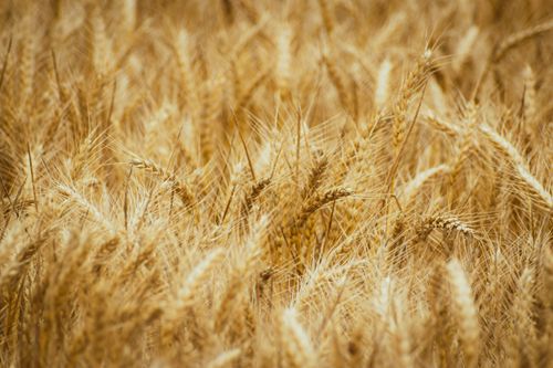 Free A vibrant closeup of a golden wheat field, ripe for harvest under the summer sun. Stock Photo