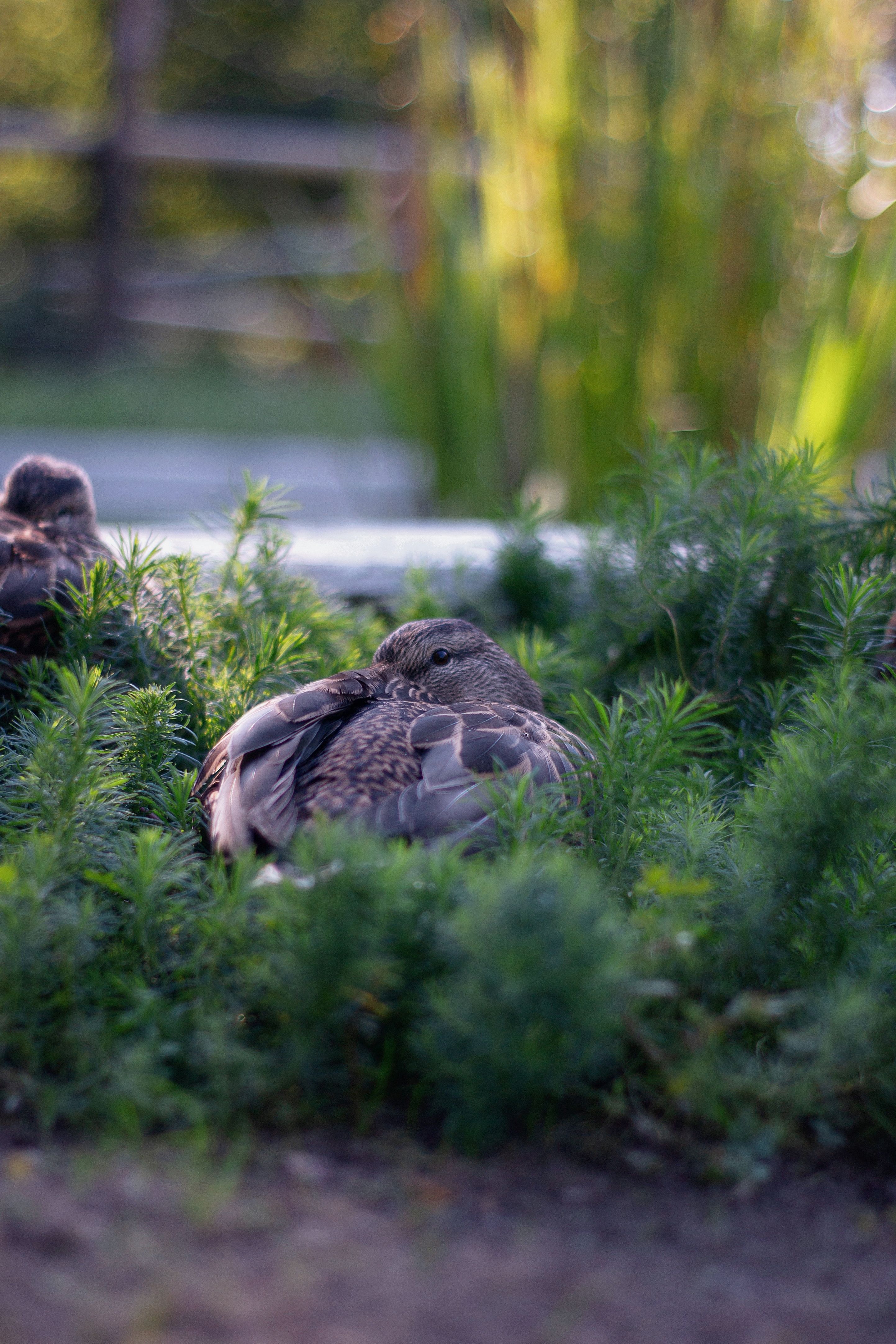 Native Wildlife Habitats - backyard landscaping designs