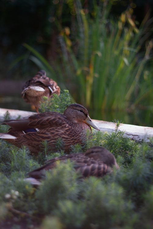 Free Tranquil scene of ducks resting peacefully by lush greenery near a pond in Hungary. Stock Photo