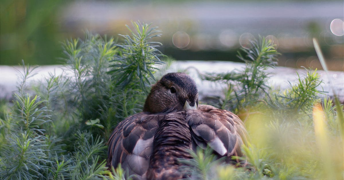 Mallard Duck Sitting in a Flower Bed · Free Stock Photo