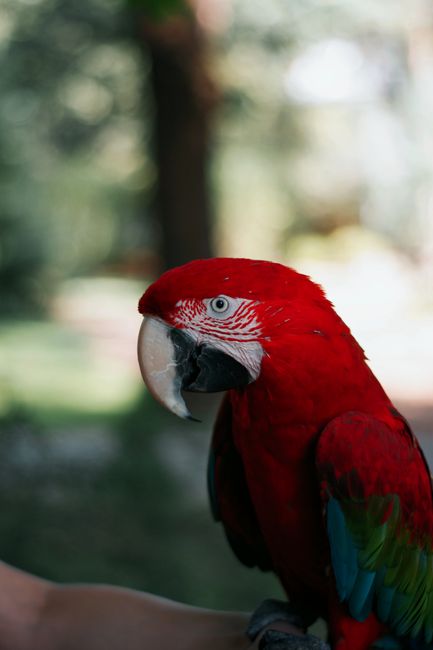 Striking close-up of a red macaw perched outdoors, showcasing vivid plumage and wildlife beauty.
