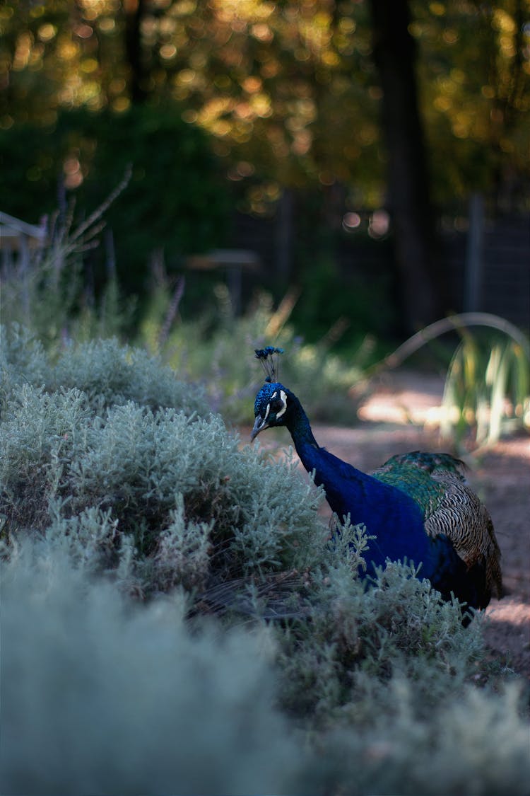 Peafowl Standing In Zoo Enclosure