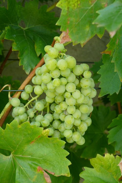Free Fresh green grapes growing on a vine surrounded by lush leaves in Bamberg, Germany. Stock Photo