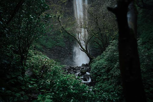 Foto profissional grátis de árvores, cachoeira, cenário