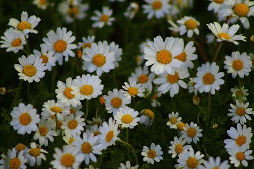 Close up of White Daisies