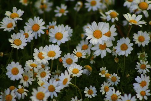 Free A lush field of wild daisies showcasing vibrant white petals and golden centers, evoking the freshness of spring. Stock Photo