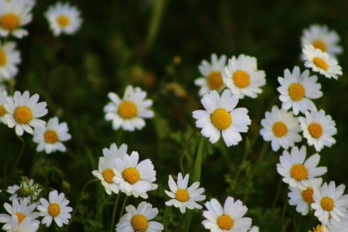 Free A close-up of blooming chamomile flowers in a lush green field during springtime. Nature at its best. Stock Photo
