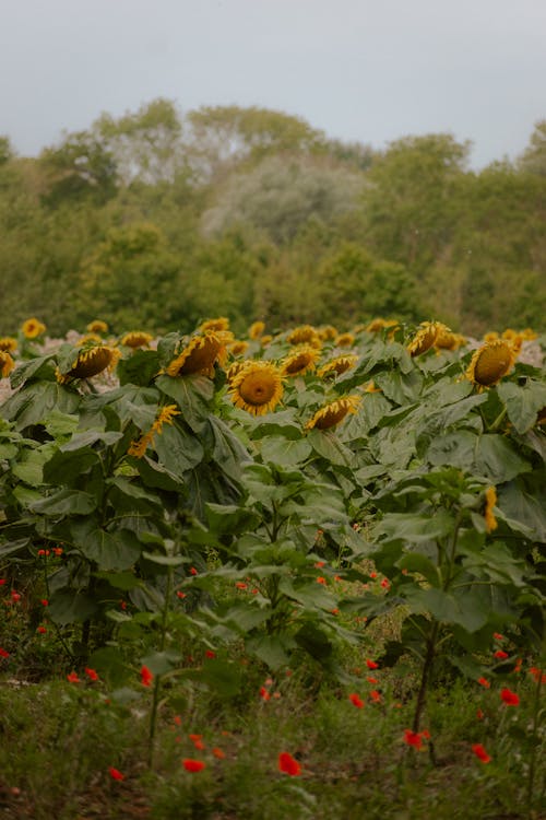 View of a Sunflower Field 