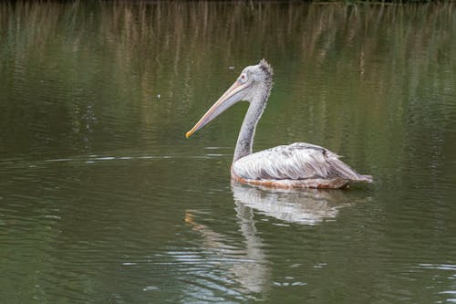 A Pelican Swimming in a Body of Water 