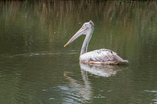 Foto stok gratis badan air, burung, fotografi binatang