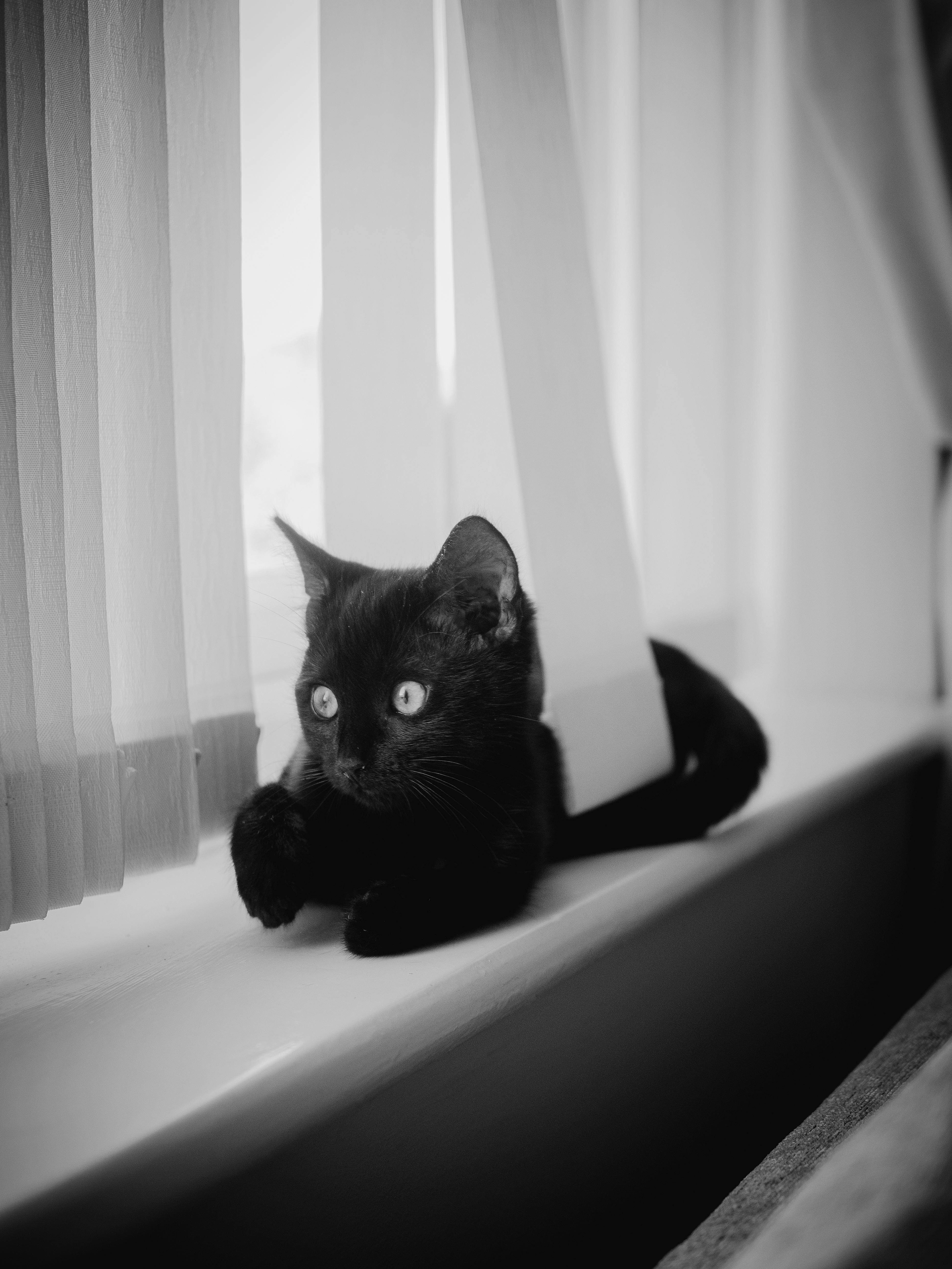 Cats Sitting On A Windowsill · Free Stock Photo