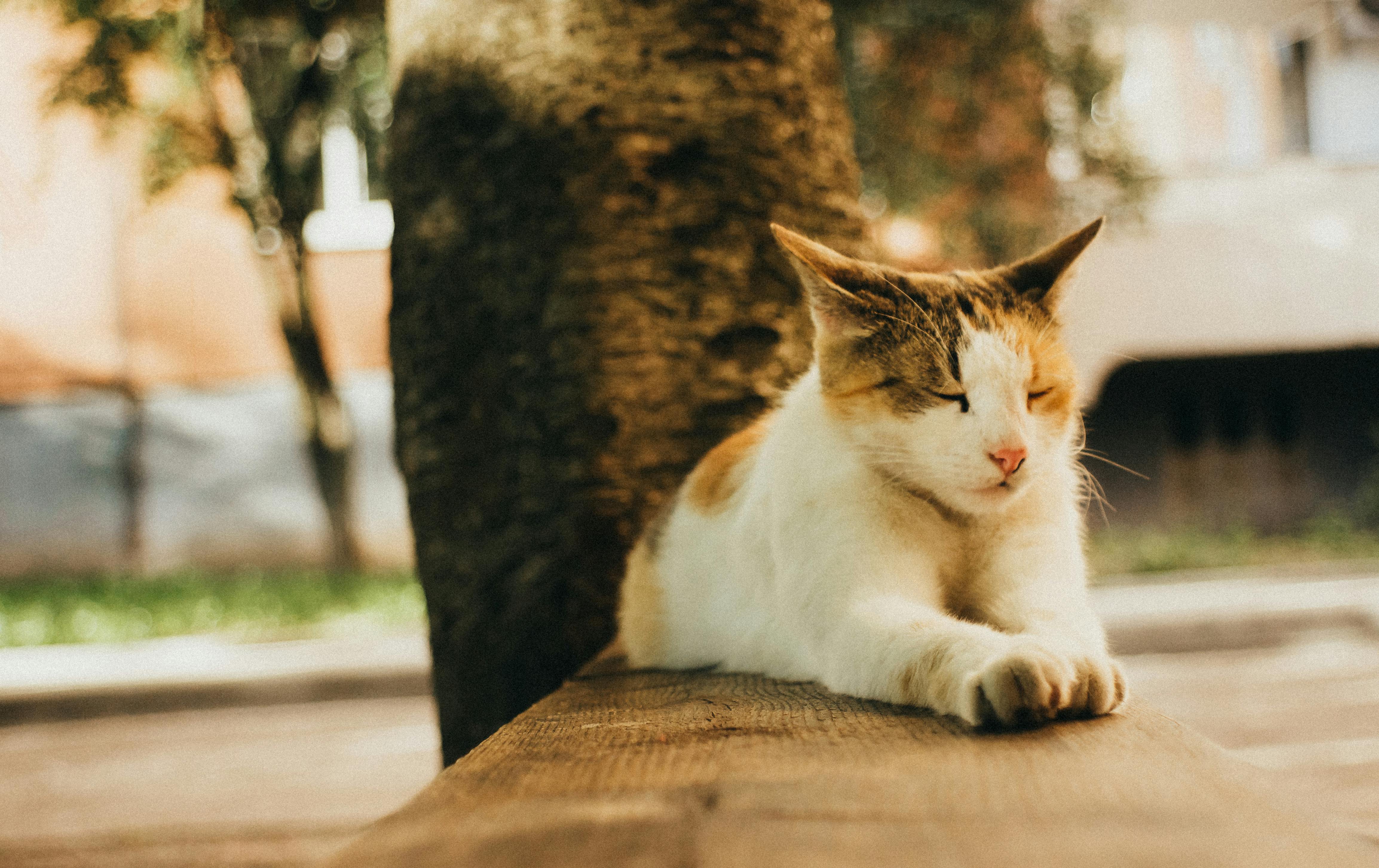 A serene outdoor scene featuring a cute cat resting comfortably on a wooden bench during a fall afternoon.