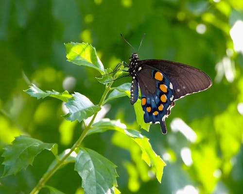 Black Butterfly on Leaves