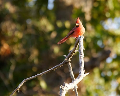 Red Cardinal Bird in Nature