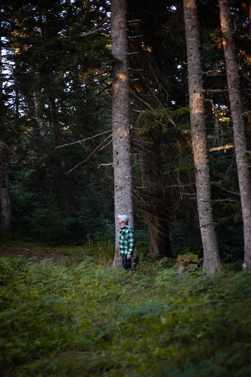 Foto d'estoc gratuïta de arbres, bosc, conífera