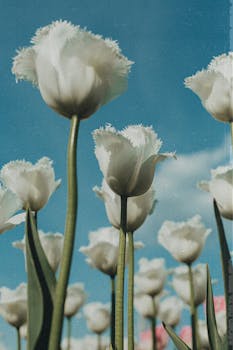 Image by Kristina Paul