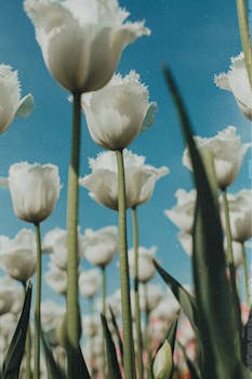 Image by Kristina Paul