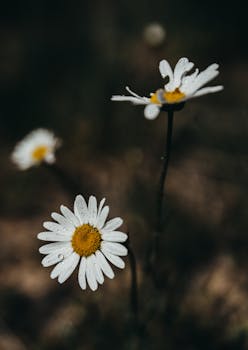 Beautiful daisies with dew drops in a summer meadow, capturing nature's serene beauty.