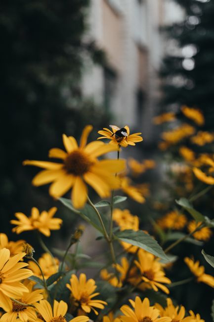 A vibrant sunflower garden with a bumblebee, captured outdoors in summer.