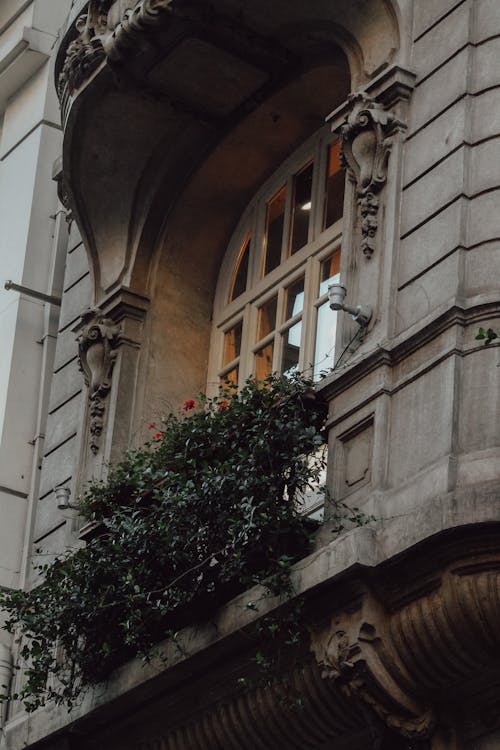 Plants on Ornamented Building Wall