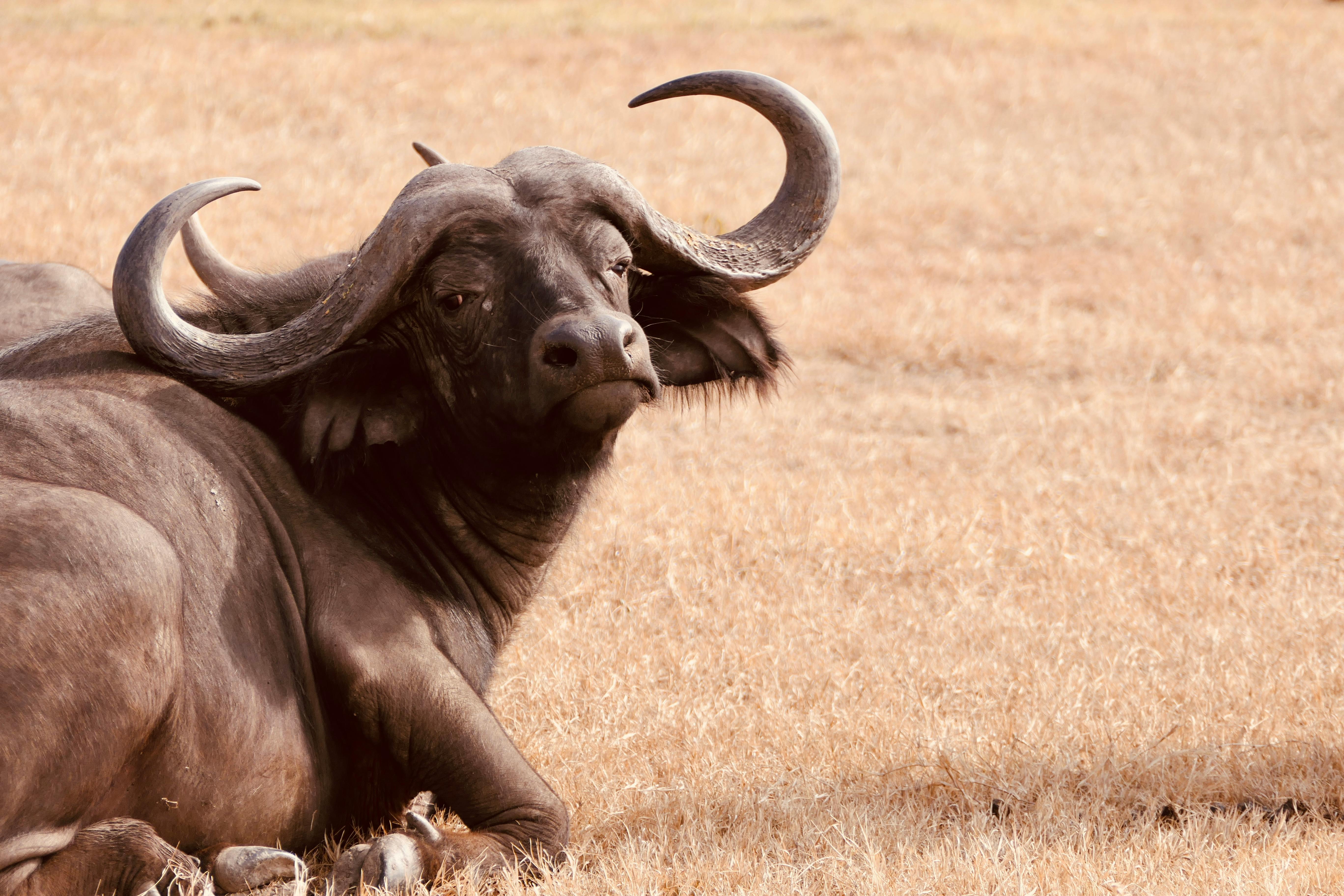 Gratuit Photos gratuites de afrique, animal, animal à cornes Photos