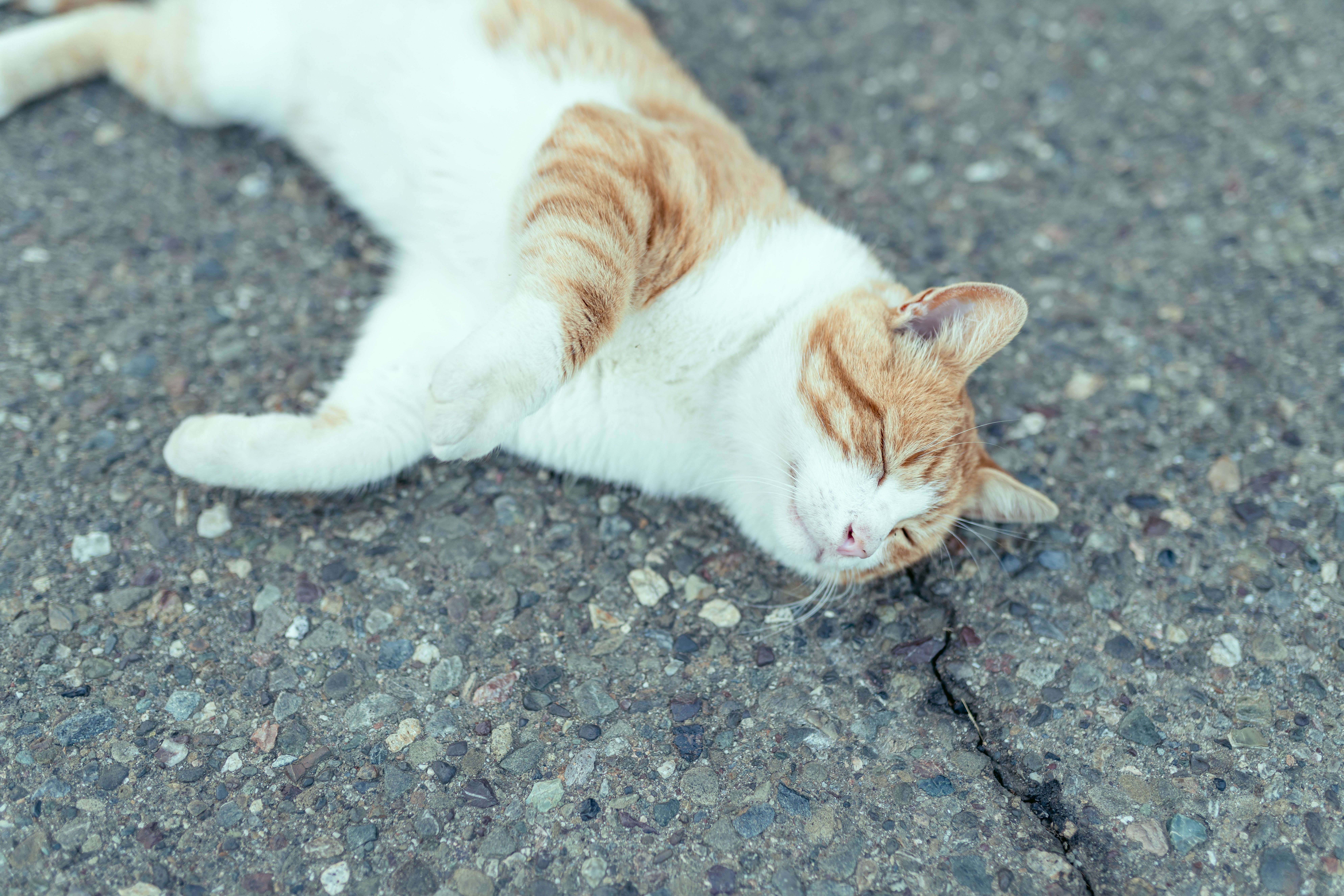 Adorable ginger and white cat lying peacefully on a sidewalk.