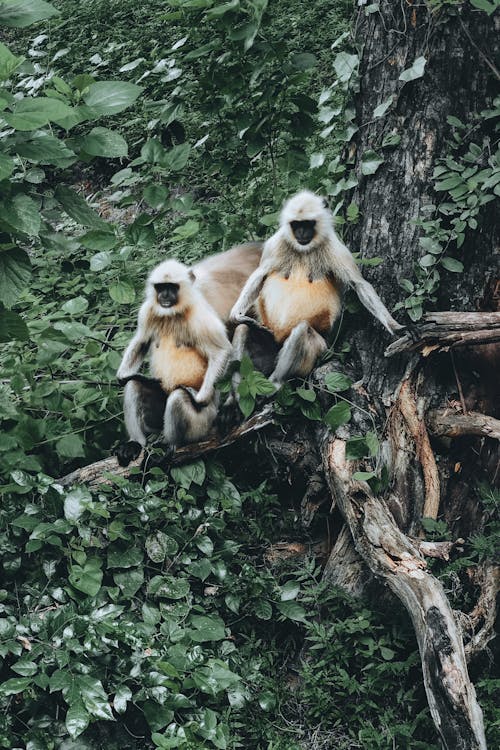 Monkeys Sitting on Tree in Wild Forest