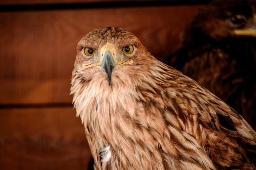 Eagle Looking at the Camera