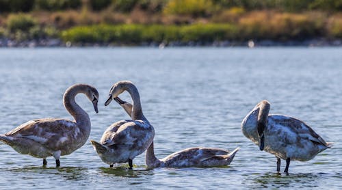 Mute Swans in Water
