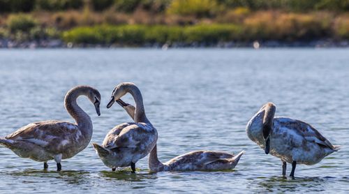 Free Four graceful mute swans enjoying a sunlit lake, epitomizing tranquility and natural beauty. Stock Photo