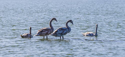 Mute Swans in Lake