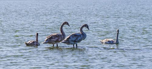 Free A group of swans elegantly swimming in a picturesque lake setting, showcasing the beauty of wildlife. Stock Photo