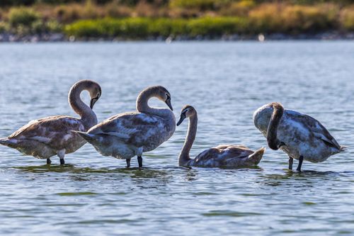 Free Four young swans gracefully swimming in a tranquil river, embodying the essence of wildlife beauty. Stock Photo