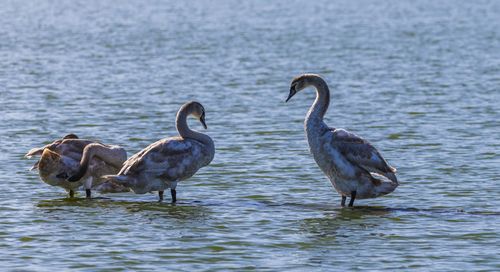 Free Young mute swans wading in a serene lake under bright daylight, captured in natural habitat. Stock Photo